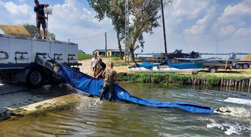 Háromnyaras pontyokat helyeznek ki a Tisza-tavon