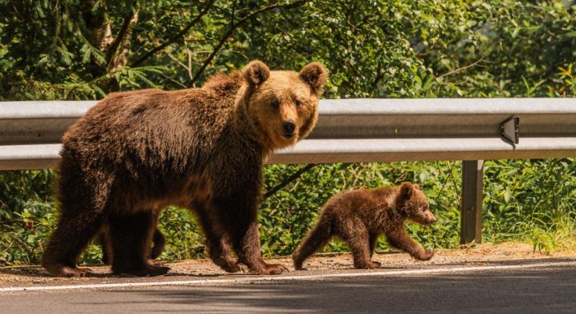 Tilos kirándulni már ebben a vármegyében is, medve jár a környéken