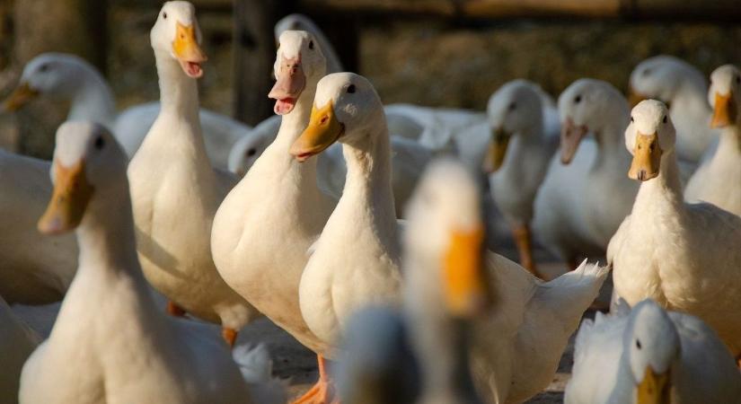 Madárinfluenza: Somogy küszöbén a veszélyes vírus