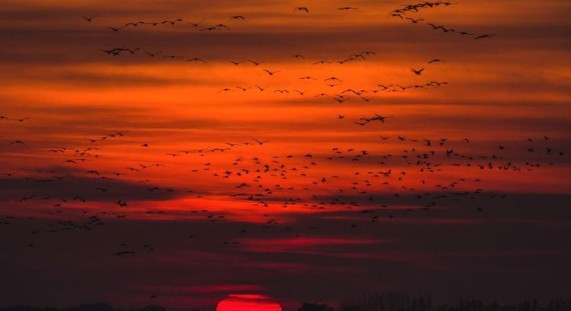 Behajtási ünneppel és daruvonulással vár a Hortobágy