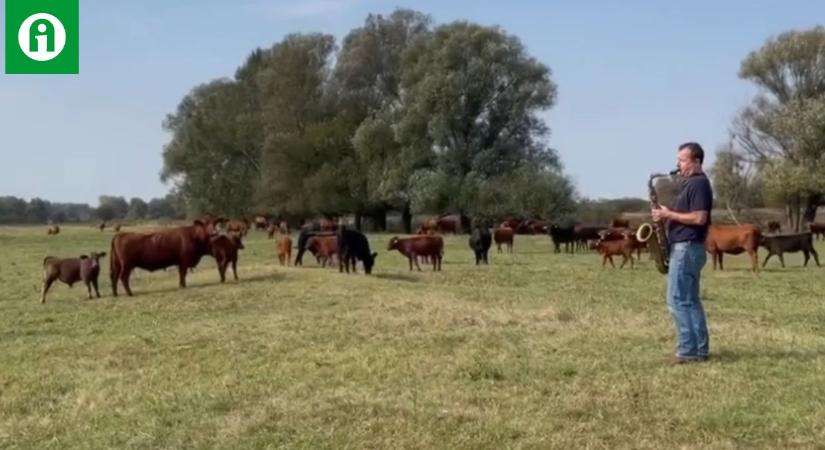 Még ilyet! Élő szaxofonkoncert mellett legelhetnek a marhák VIDEÓ