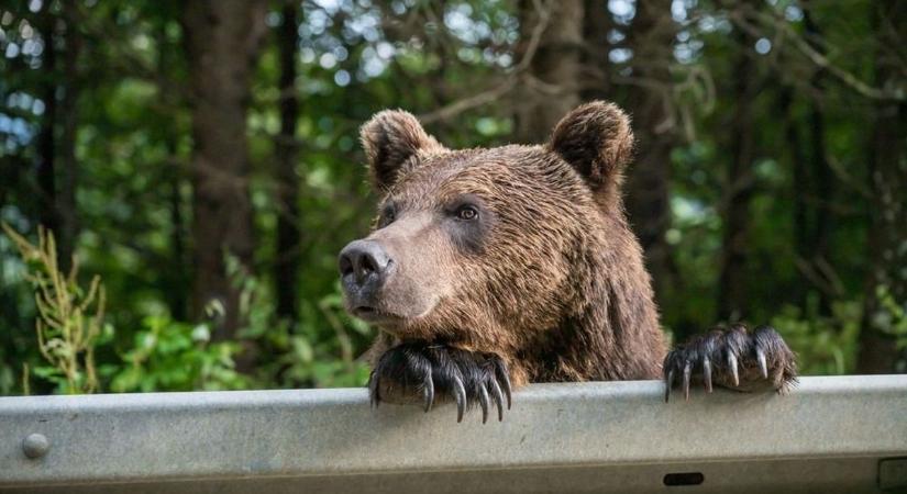 Veszélyes lehet a szomszédban kóborló medve? Szakembert kérdeztünk