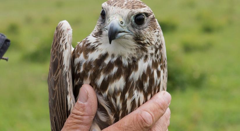 Szlovákiában 52 pár kerecsensólyom összesen 148 fiókát nevelt fel idén