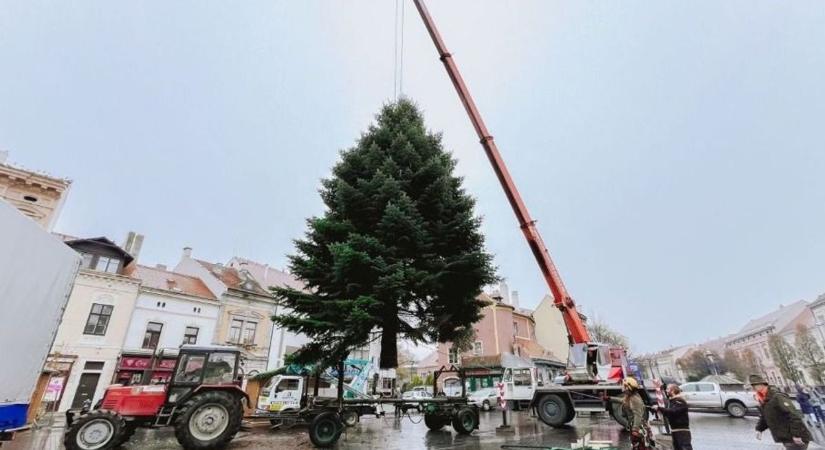 Idén is keresik Sopron karácsonyfáját