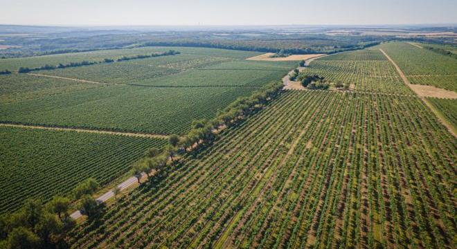 Drónos növényvédelem, robottal forgatott pezsgő, karbonmentesség: újít a Törley