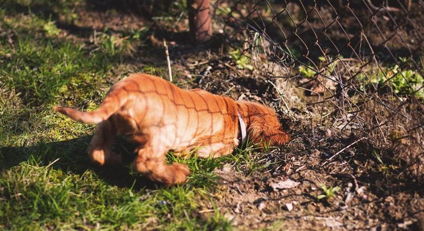 Kutyáink különös szokásai – Miért ásnak lyukakat a kertben? És hogyan taníthatjuk meg őket másra?