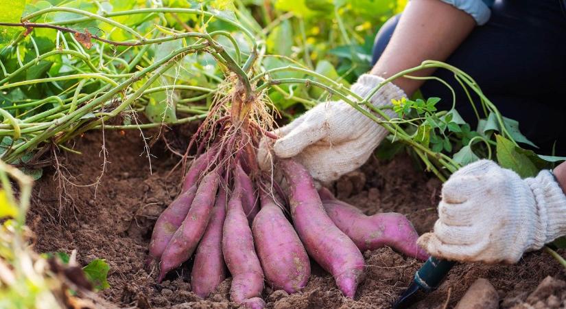 Új növények, új kártevők? Így alakítja át a klímaváltozás a kerteket