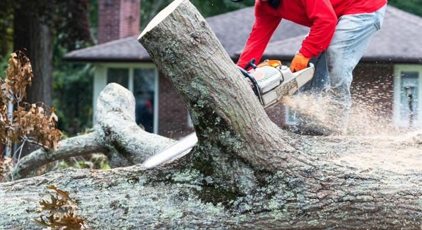 A gyöngyösi polgármester felülvizsgálja a városi fakivágások ügyét