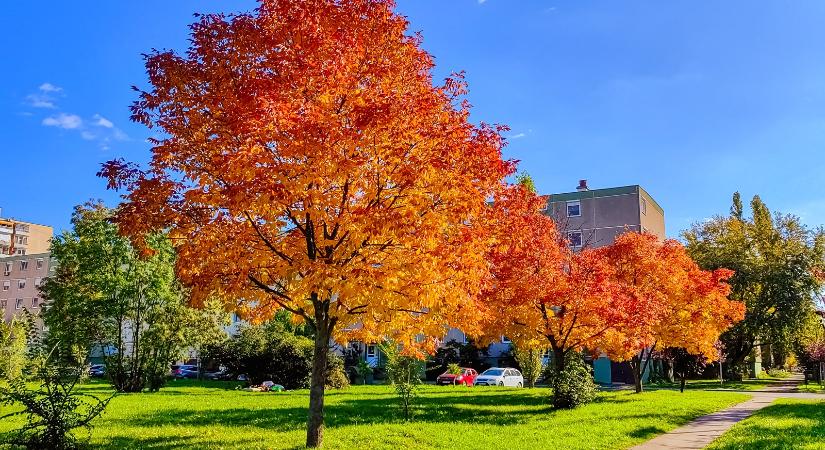 Aranyló színek a Hódtói parkban