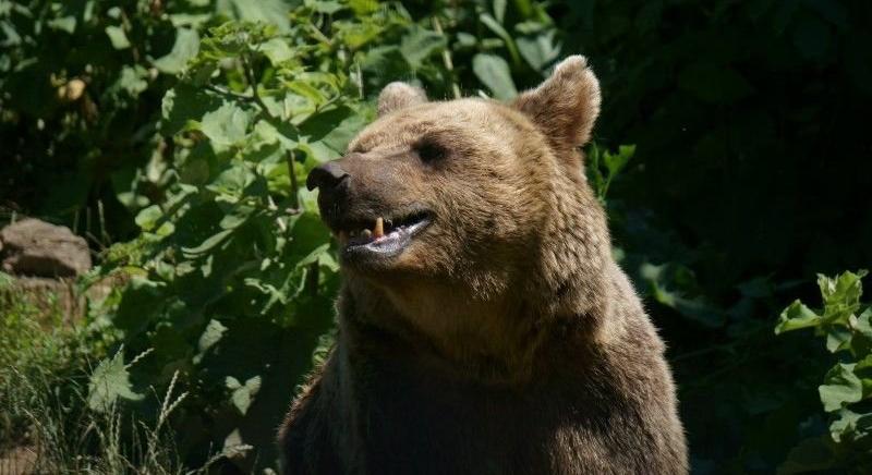 Lépni fognak a sepsiszentgyörgyi medve ügyében