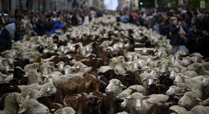 Elmarad a madridi fieszta – győzőtt a törpeszúnyog