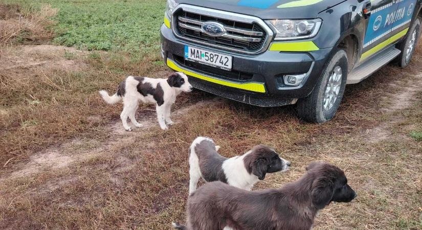 Büntetéssel ösztönzik felelős kutyatartásra a háromszéki pásztorokat