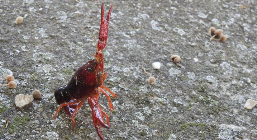 Idegenhonos, károkozó tízlábú rákfaj jelent meg a Balatonban