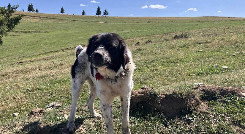 Kutyatámadások: fontos, hogy az áldozatok tegyenek feljelentést