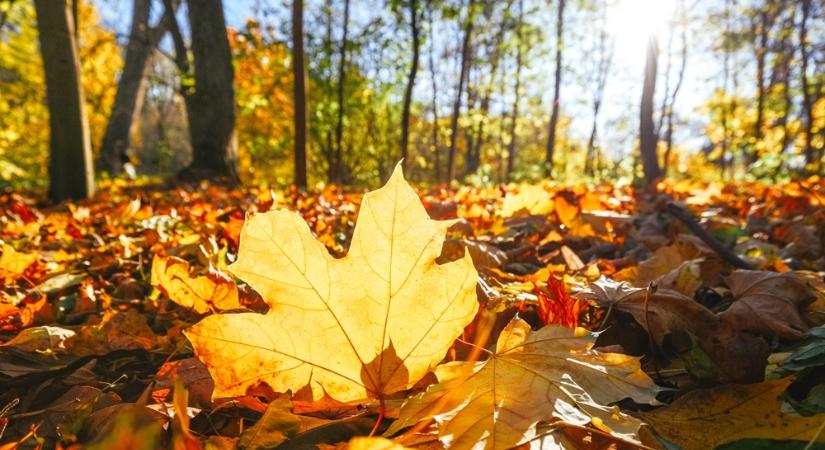 Ősszel is bőven van mit tenni (és enni) – Hasznos appok az új évszakhoz