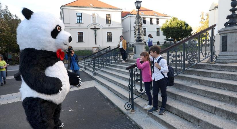 Nézd meg fotókon az óiráspanda kaposvári látogatását