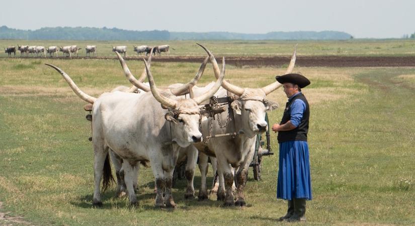 Kultúrák, melyek megőrizték a kapcsolatukat a természettel: alföldi hagyományok a Kárpát-medencében