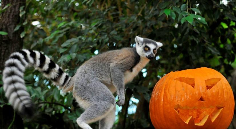 Halloween programokkal várja a látogatókat a Fővárosi Állatkert október végén