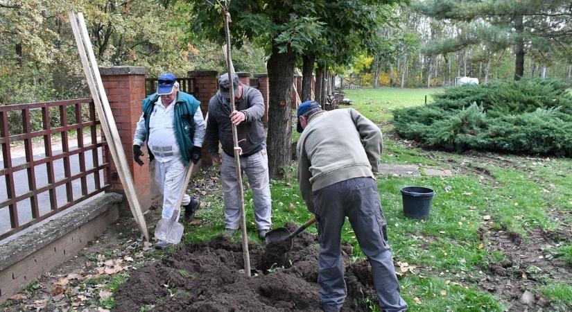 Gömbszivarfákkal gazdagodott Martfű