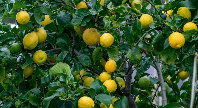 A Balatonnál már egzotikus gyümölcsöt termesztenek, roskadoznak az ágak a hatalmas citromfán