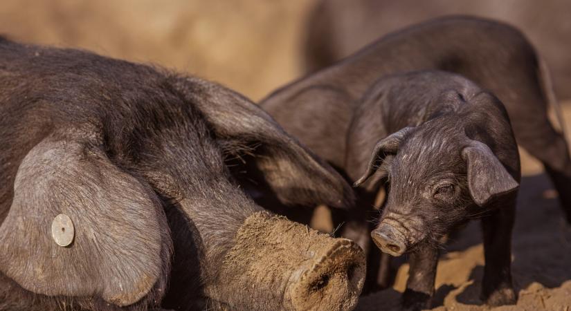 Egészségesebb és ízletesebb – a szlavón fekete sertés kitűnő húsválasztás