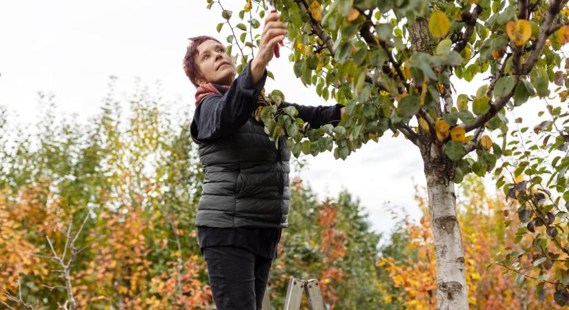 Tízezreket érő titok a sztárkertésztől: ezt sokan elhibázzák ősszel, végzetes lehet a gyümölcsfákra