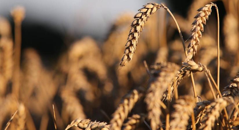 Alaposan bezuhant a búza ára pénteken