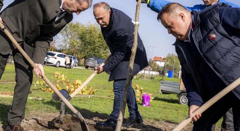 Sikeres a Településfásítási program