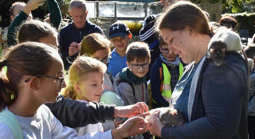 Patkány, mint házi kedvenc: szeretik a gazdájukat és van kedvenc ételük is