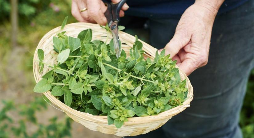 4 erős gyógynövény a női ciklus segítésére