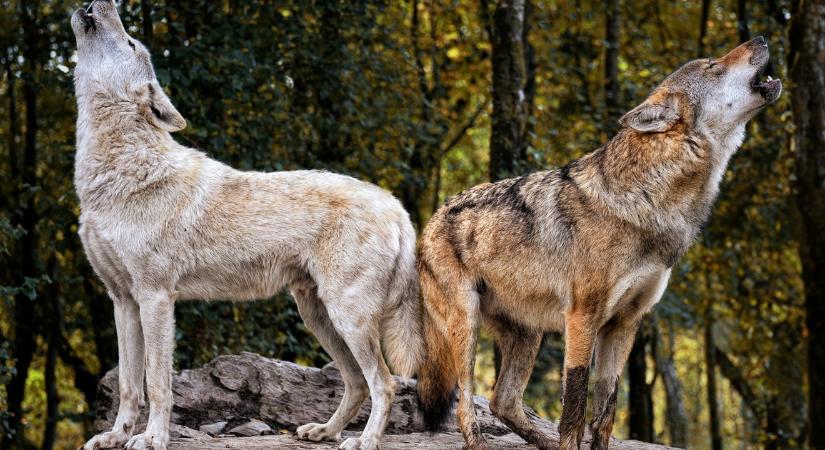 Ezek az állatok talán a legfontosabbak, ők segítik a Föld gyógyulását: mutatjuk hogyan