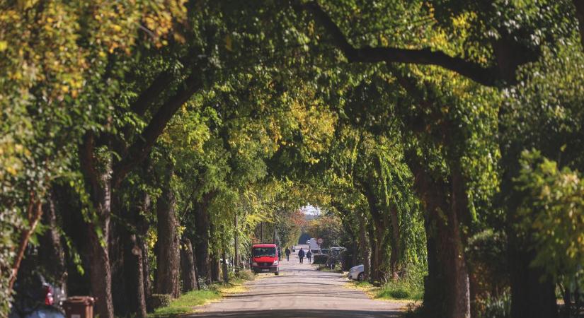 Lombkorona alagút Újszegeden