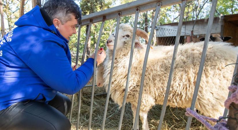 Élet a Sára-tanyán: a vidéki nagymamákkal töltött idő hangulatát idézi (videóval)