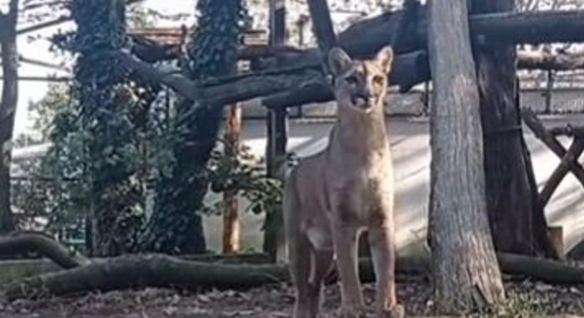 Visszavonulót fújt Sangha, de vajon mitől ijedt meg? (videók)