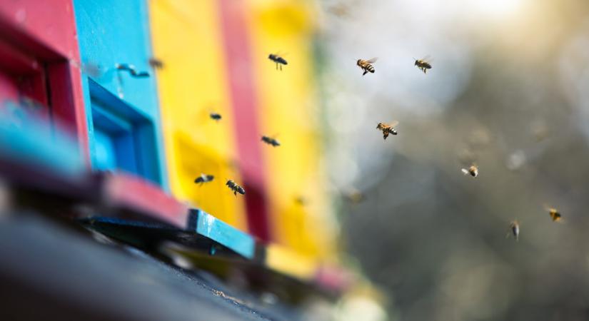 Elképesztő, mire jöttek rá a kutatók a méhek egészségével kapcsolatban