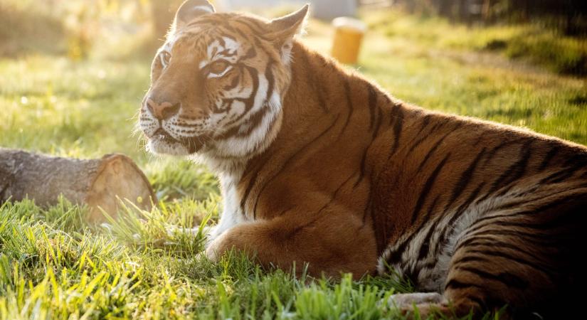 Menhelyen kezdhetett új, békésebb életet Lucy, az állatkerti tigris