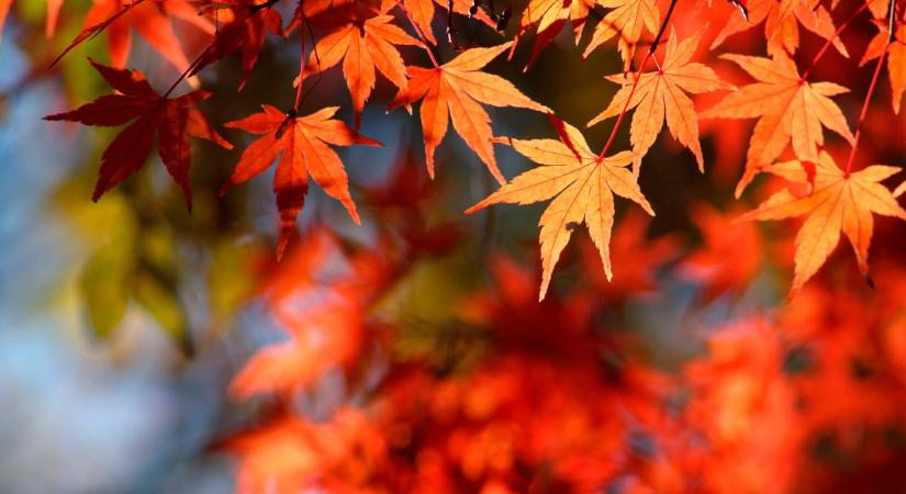 Momiji – a japán ünnep a mi életünket is megszínesítheti