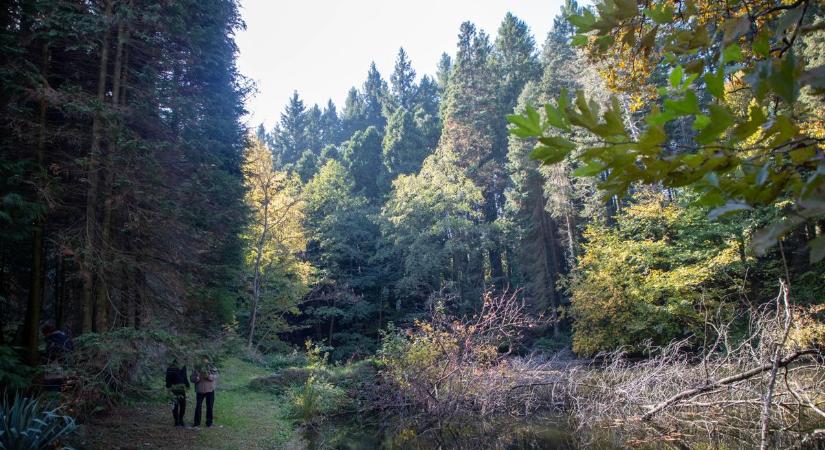 Varázslatot hozott az ősz az Agostyáni Arborétumba  fotók