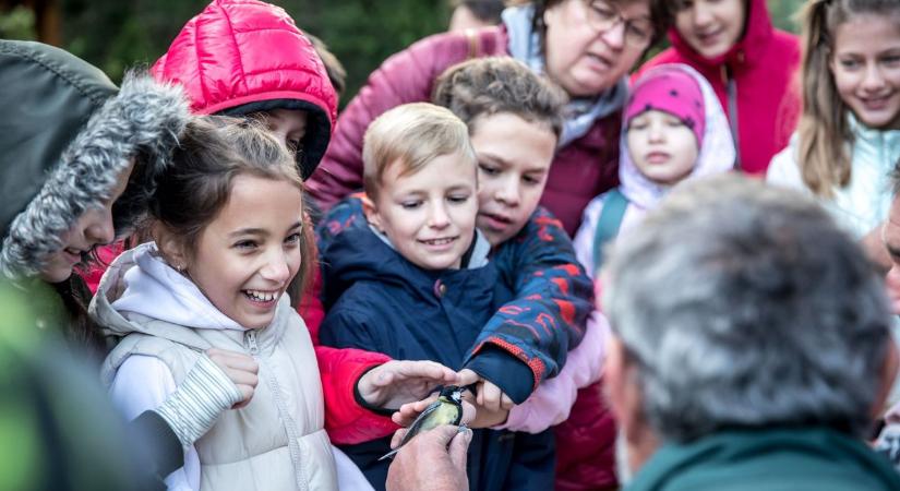 Élmények a dunaújvárosi arborétumban — képgalériával