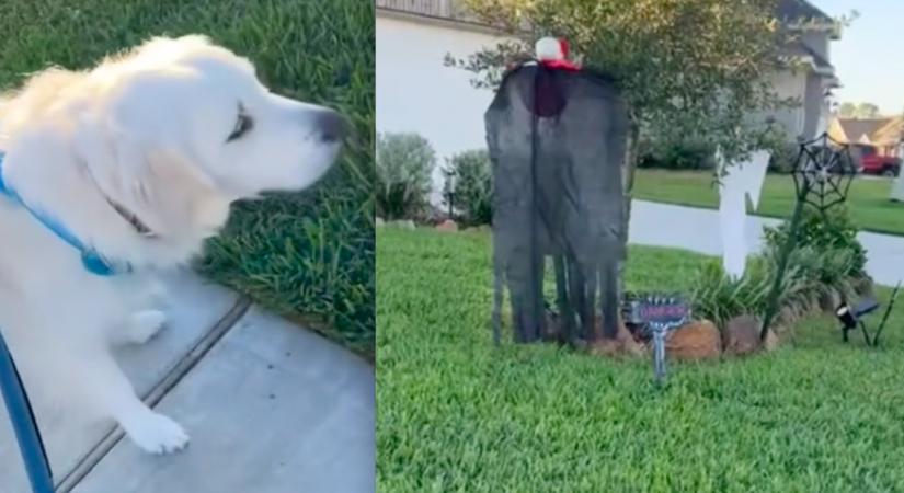 Meglátta a Halloween-dekort a golden retriever: ami ezután történt, milliókat szórakoztat - Videó