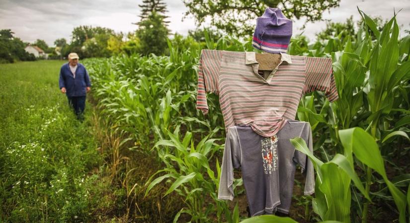 Hol van már a tavalyi jó: az elmúlt évben nem volt túlterhelt az agrár-kárenyhítési rendszer