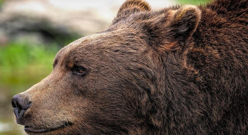 Horror Monorfalván: emberre támadt egy medve - íme a részletek