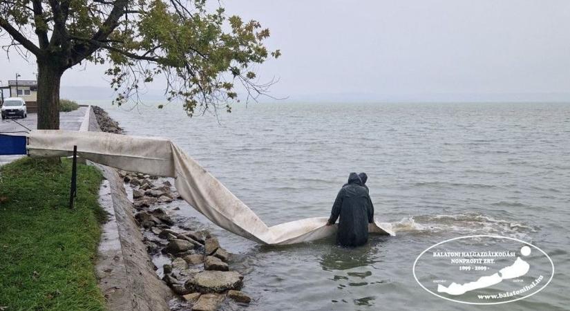 Halak kerülnek a Balatonba