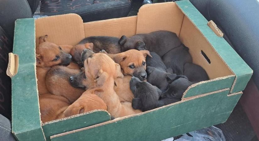 Nejlonzsákban dobtak ki 12 kiskutyát Tófej és Söjtör között - látta valaki?