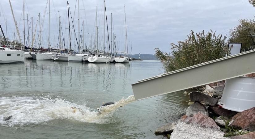 Ezekből a halfajtákból már több mint 200 tonnát csúsztattak a Balatonba