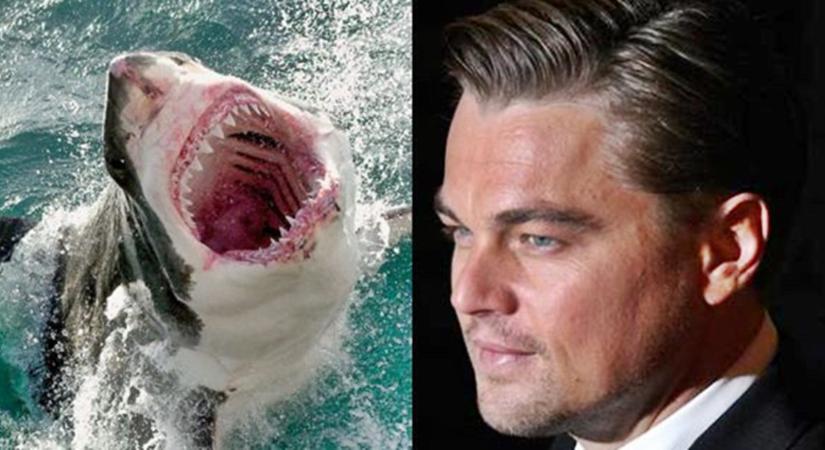 Leonardo DiCaprio-t majdnem megölte egy nagy fehér cápa