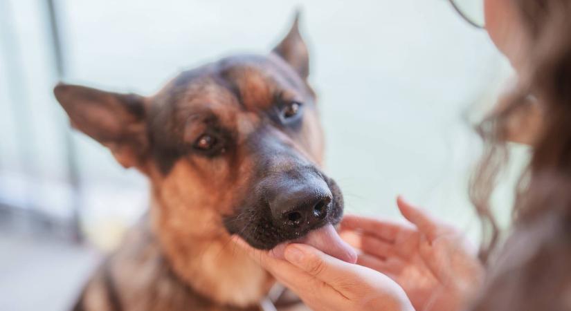 Megnyalta egy nő sebét a kutyája, hetekkel később emberi ronccsá változott