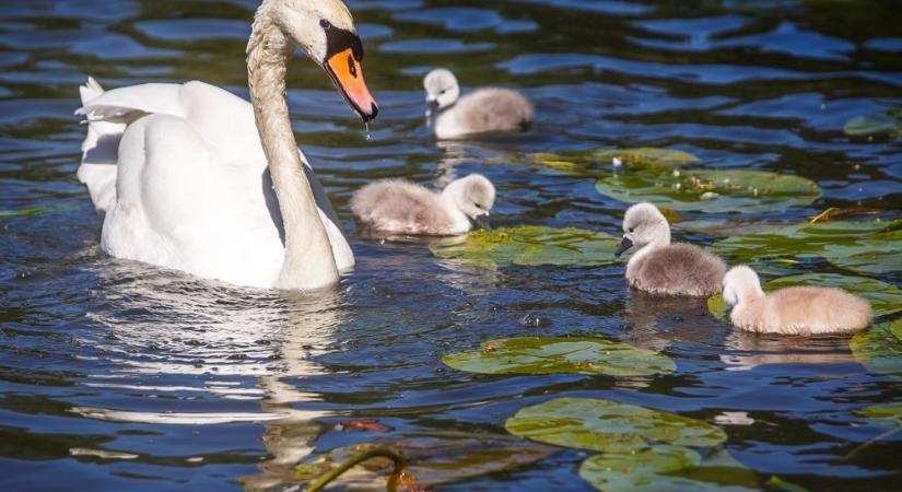 Ismét nyomatékosan kéri a Madártani Egyesület, hogy ne etessük a vízimadarakat