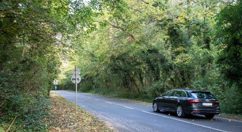 Sorra dőlnek a fák a tatai autópálya felhajtóra