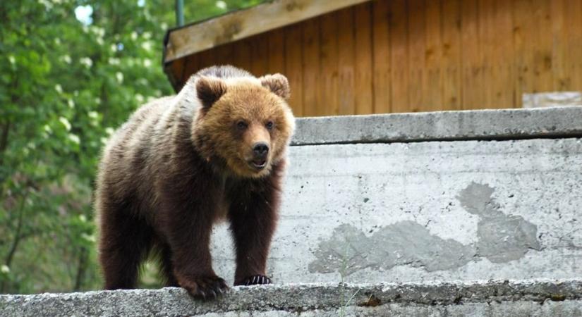 A halálos medvetámadás után tucatnyi állatot lőttek ki a szlovákok